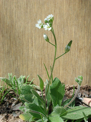 Draba cuneifolia